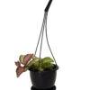 Tricolor Wax Plant - Hoya Tricolor - 4.5" Black Hanging Basket 2 Tricolor Wax Plant - Hoya Tricolor - 4.5" Black Hanging Basket -Cheap Plants Store hoyatriwax45blkhb 76137.1677197023