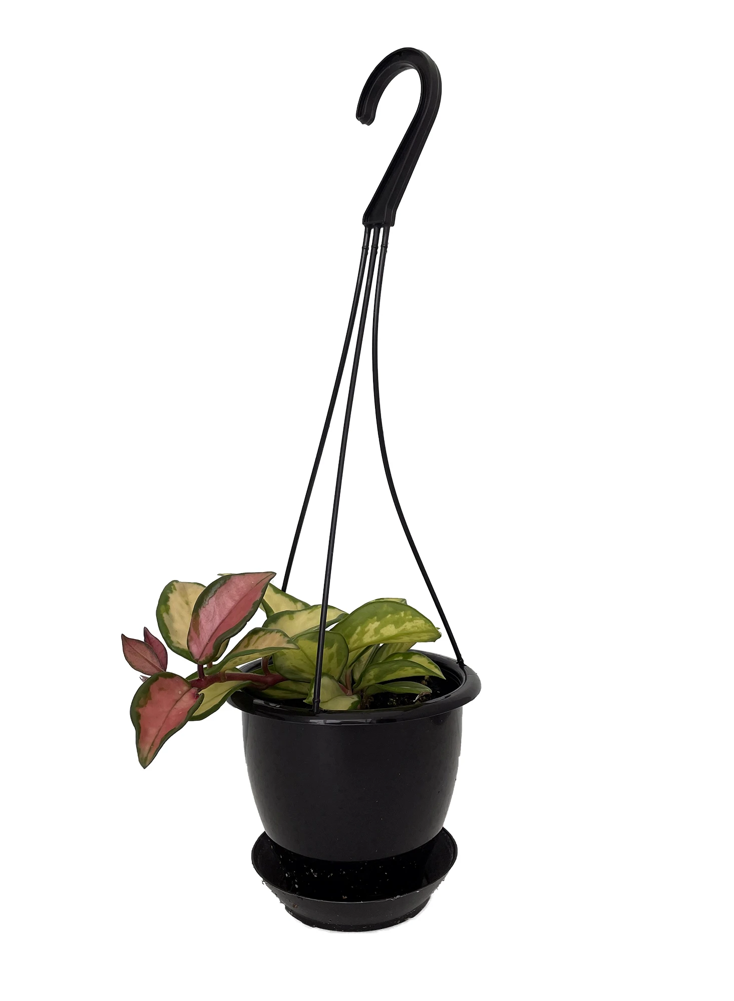 Tricolor Wax Plant - Hoya Tricolor - 4.5" Black Hanging Basket 3 Tricolor Wax Plant - Hoya Tricolor - 4.5" Black Hanging Basket