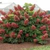 Ruby Slippers - Dwarf Oakleaf Hydrangea Bush - 4" Pot 1 Ruby Slippers - Dwarf Oakleaf Hydrangea Bush - 4" Pot -Cheap Plants Store hyd ruby20slip 26841.1615344551