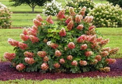 Ruby Slippers - Dwarf Oakleaf Hydrangea Bush - 4" Pot 7 Ruby Slippers - Dwarf Oakleaf Hydrangea Bush - 4" Pot -Cheap Plants Store hydangearubyslippers4 87518.1615344552