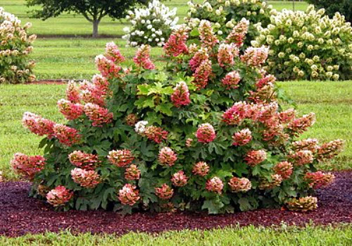 Ruby Slippers - Dwarf Oakleaf Hydrangea Bush - 4" Pot 5 Ruby Slippers - Dwarf Oakleaf Hydrangea Bush - 4" Pot - Image 3