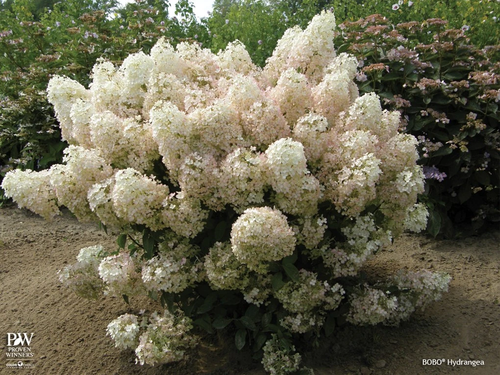 BoBo® Dwarf Hydrangea Bush - Blooms All Summer - Proven Winners - 4" Pot 4 BoBo® Dwarf Hydrangea Bush - Blooms All Summer - Proven Winners - 4" Pot - Image 2