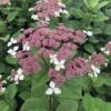 Invincibelle Lace® - Smooth Hydrangea - Pink Blooms - 4" Pot - Proven Winners 1 Invincibelle Lace® - Smooth Hydrangea - Pink Blooms - 4" Pot - Proven Winners -Cheap Plants Store hydrangea invincibelle lace 1 1080 1080 60 77233.1618343495