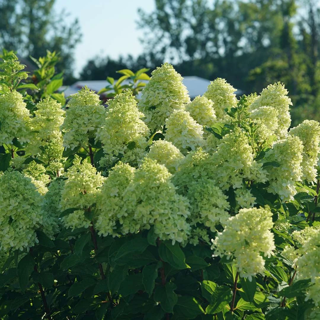 LIMELIGHT PRIME® Panicle Hydrangea - Hydrangea Paniculata - 4" Pot Proven Winners 4 LIMELIGHT PRIME® Panicle Hydrangea - Hydrangea Paniculata - 4" Pot Proven Winners - Image 2