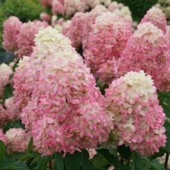 LIMELIGHT PRIMEĀ® Panicle Hydrangea - Hydrangea Paniculata - 4" Pot Proven Winners