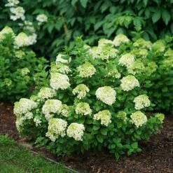 Little Lime Punch™ - Panicle Hydrangea - Proven Winners - 4" Pot 8 Little Lime Punch™ - Panicle Hydrangea - Proven Winners - 4" Pot -Cheap Plants Store hydrangea little lime punch 2 1080 1080 60 42734.1642557223
