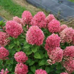 Little Lime Punch™ - Panicle Hydrangea - Proven Winners - 4" Pot 9 Little Lime Punch™ - Panicle Hydrangea - Proven Winners - 4" Pot -Cheap Plants Store hydrangea little lime punch 6 1080 1080 60 15578.1642557224