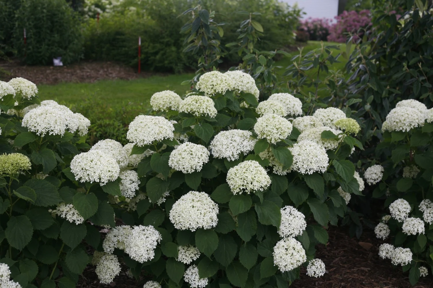 Invincibelle Wee White® Hydrangea - 4" Pot - Proven Winners 3 Invincibelle Wee White® Hydrangea - 4" Pot - Proven Winners