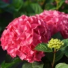 LET’S DANCE LOVEABLE™ - Bigleaf Hydrangea - Proven Winners - 4" Pot 1 LET’S DANCE LOVEABLE™ - Bigleaf Hydrangea - Proven Winners - 4" Pot -Cheap Plants Store hydrangea macrophylla lets dance lovable dsc07206 800x800 16eaa7d 51428.1688078407