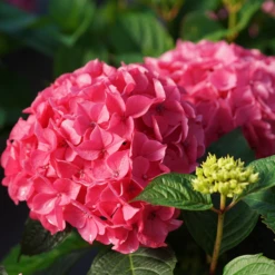 LETāS DANCE LOVEABLE⢠- Bigleaf Hydrangea - Proven Winners - 4" Pot