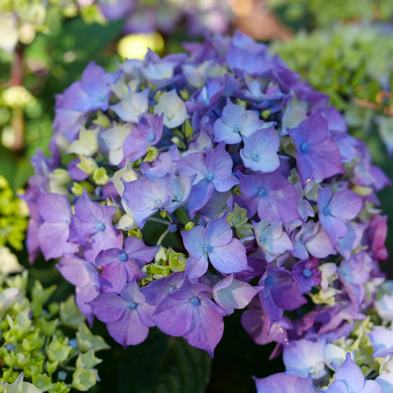 LET’S DANCE LOVEABLE™ - Bigleaf Hydrangea - Proven Winners - 4" Pot 4 LET’S DANCE LOVEABLE™ - Bigleaf Hydrangea - Proven Winners - 4" Pot - Image 2