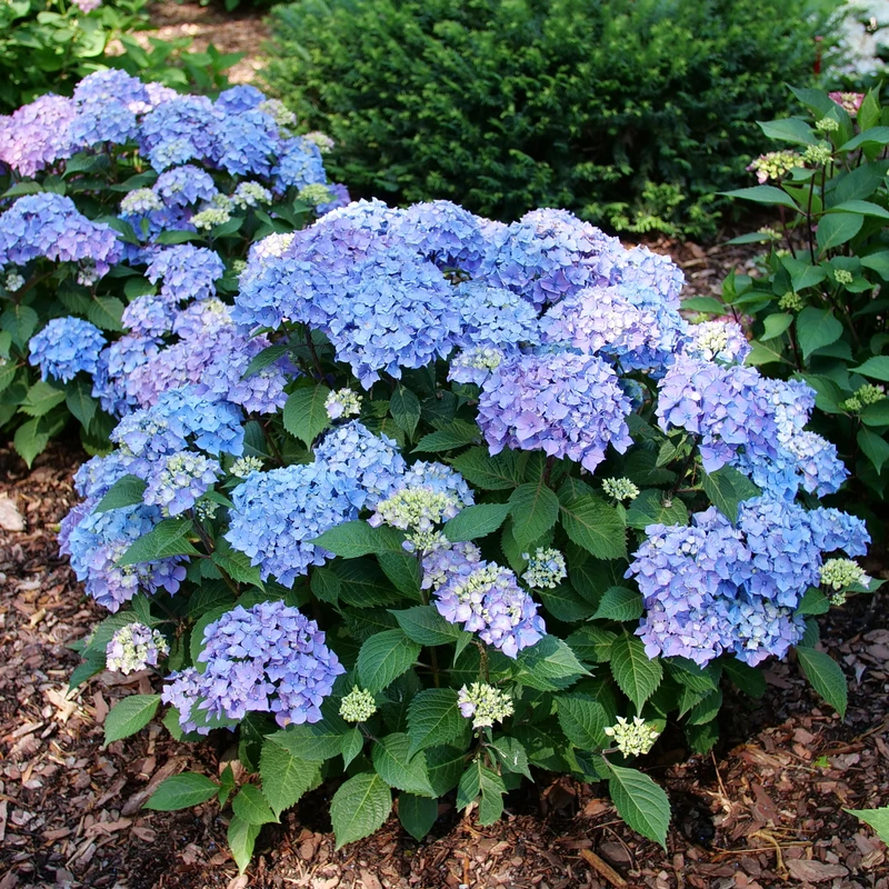 LET’S DANCE LOVEABLE™ - Bigleaf Hydrangea - Proven Winners - 4" Pot 6 LET’S DANCE LOVEABLE™ - Bigleaf Hydrangea - Proven Winners - 4" Pot - Image 4