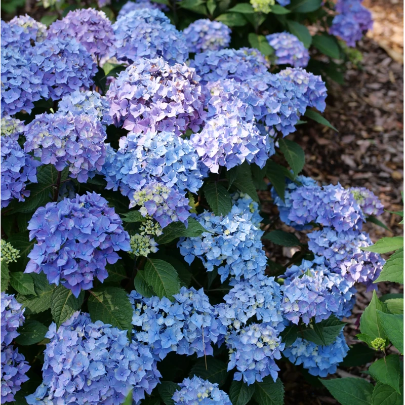 LET’S DANCE LOVEABLE™ - Bigleaf Hydrangea - Proven Winners - 4" Pot 5 LET’S DANCE LOVEABLE™ - Bigleaf Hydrangea - Proven Winners - 4" Pot - Image 3