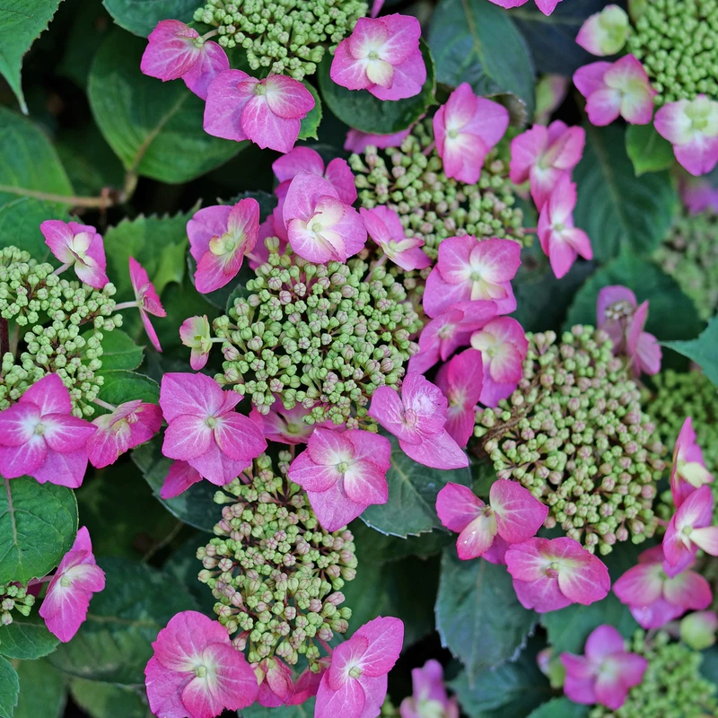 TUFF STUFF TOP FUN™ - Mountain Hydrangea - Hydrangea Serrata - 4" Pot 6 TUFF STUFF TOP FUN™ - Mountain Hydrangea - Hydrangea Serrata - 4" Pot - Image 4