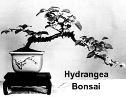 Vining Hydrangea Plant - Hydrangea Petiolaris - Shade - 4" Pot 7 Vining Hydrangea Plant - Hydrangea Petiolaris - Shade - 4" Pot -Cheap Plants Store hydrangeabonsai 85781.1602010224