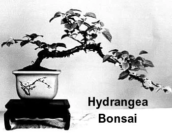 Vining Hydrangea Plant - Hydrangea Petiolaris - Shade - 4" Pot 5 Vining Hydrangea Plant - Hydrangea Petiolaris - Shade - 4" Pot - Image 3