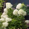 LITTLE LIME® Hydrangea -Compact Flowering Shrub- Hardy - Proven Winners - 4" Pot 1 LITTLE LIME® Hydrangea -Compact Flowering Shrub- Hardy - Proven Winners - 4" Pot -Cheap Plants Store hydrangealittlelimehr1 59619.1615344509