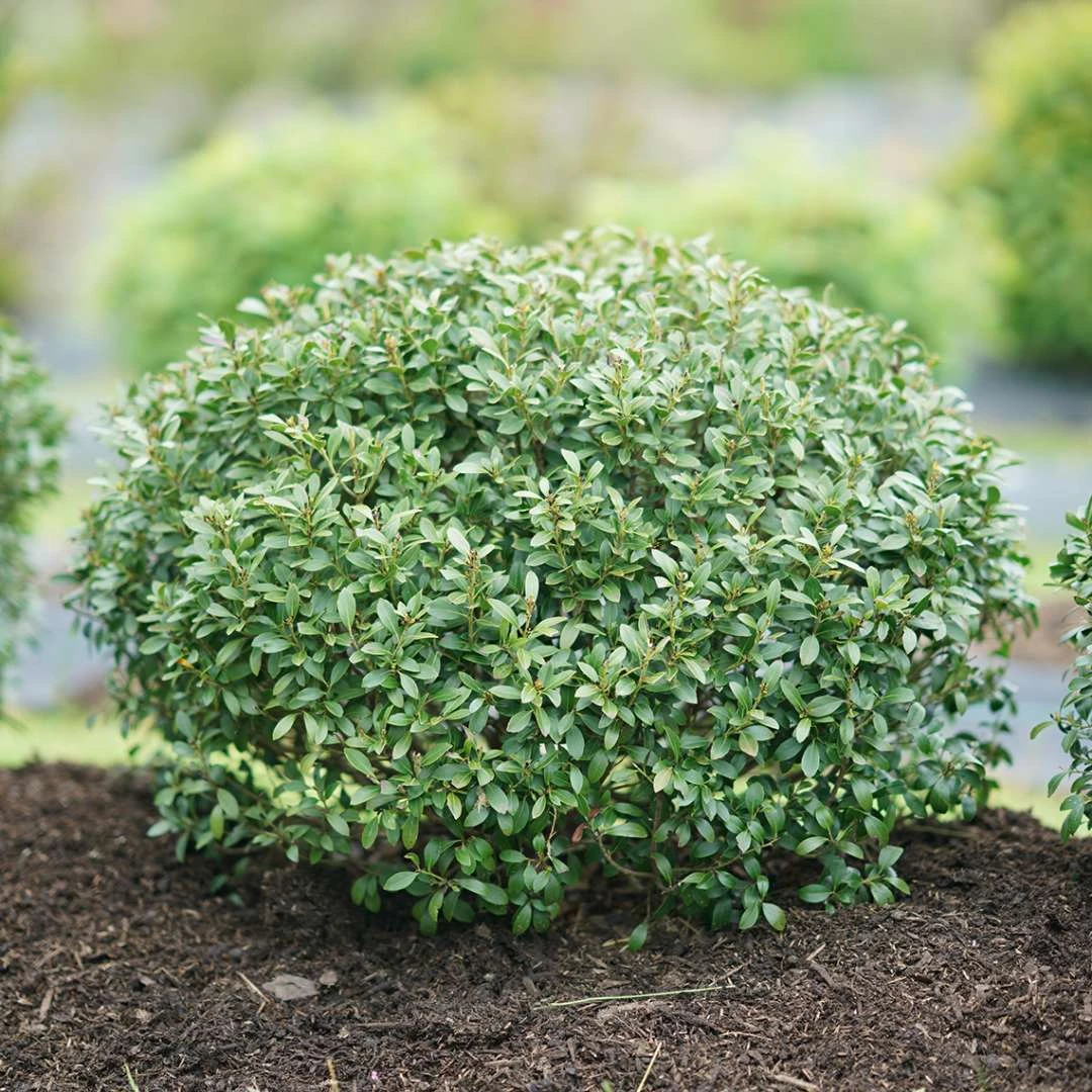 STRONGBOX® Holly Inkberry - Proven Winner - 4" Pot 4 STRONGBOX® Holly Inkberry - Proven Winner - 4" Pot - Image 2