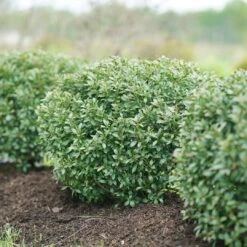 STRONGBOX® Holly Inkberry - Proven Winner - 4" Pot
