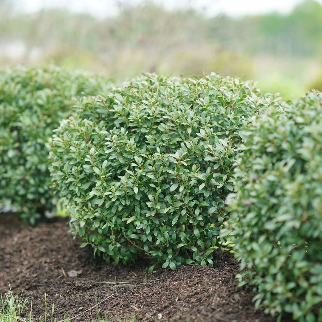 STRONGBOX® Holly Inkberry - Proven Winner - 4" Pot 3 STRONGBOX® Holly Inkberry - Proven Winner - 4" Pot