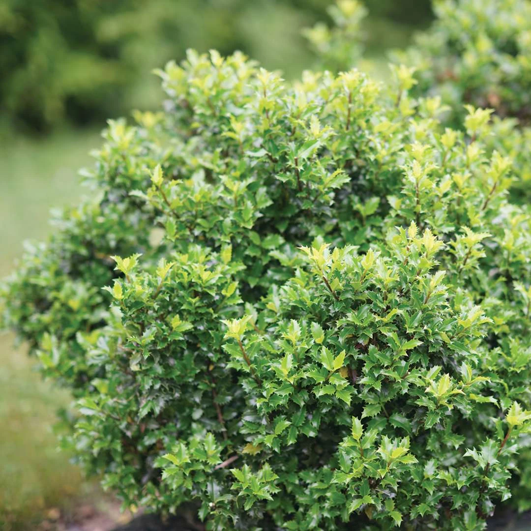 CASTLE KEEP® Blue Holly - Ilex - 4" Pot - Proven Winners 4 CASTLE KEEP® Blue Holly - Ilex - 4" Pot - Proven Winners - Image 2