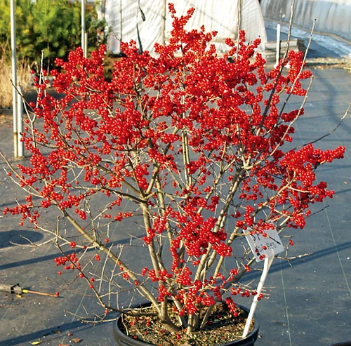BERRY POPPINS® Winterberry Holly - Ilex - Broadleaf Evergreen - 4" Pot 4 BERRY POPPINS® Winterberry Holly - Ilex - Broadleaf Evergreen - 4" Pot - Image 2