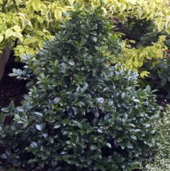 Castle Wall™ - Blue Holly - Ilex - 4" Pot 7 Castle Wall™ - Blue Holly - Ilex - 4" Pot -Cheap Plants Store ilexcastlespire3 03850.1615344547