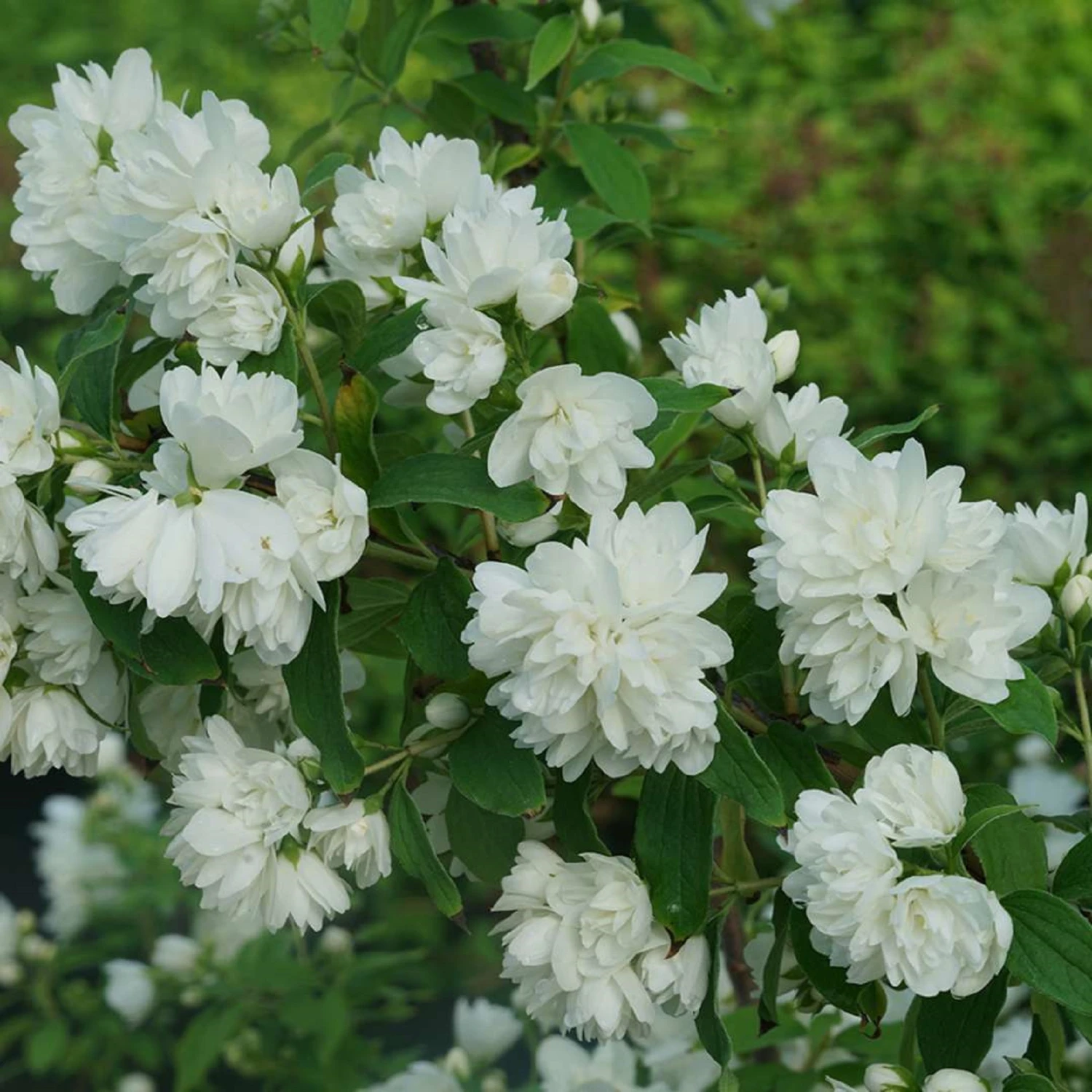 ILLUMINATI ARCH® Mockorange - Philadelphus - Low Grower - 4" Pot 3 ILLUMINATI ARCH® Mockorange - Philadelphus - Low Grower - 4" Pot