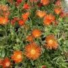 Ocean Sunset™ Orange Vibe Ice Plant - Delosperma - Gallon Pot 2 Ocean Sunset™ Orange Vibe Ice Plant - Delosperma - Gallon Pot -Cheap Plants Store img 5759 23688.1654882430