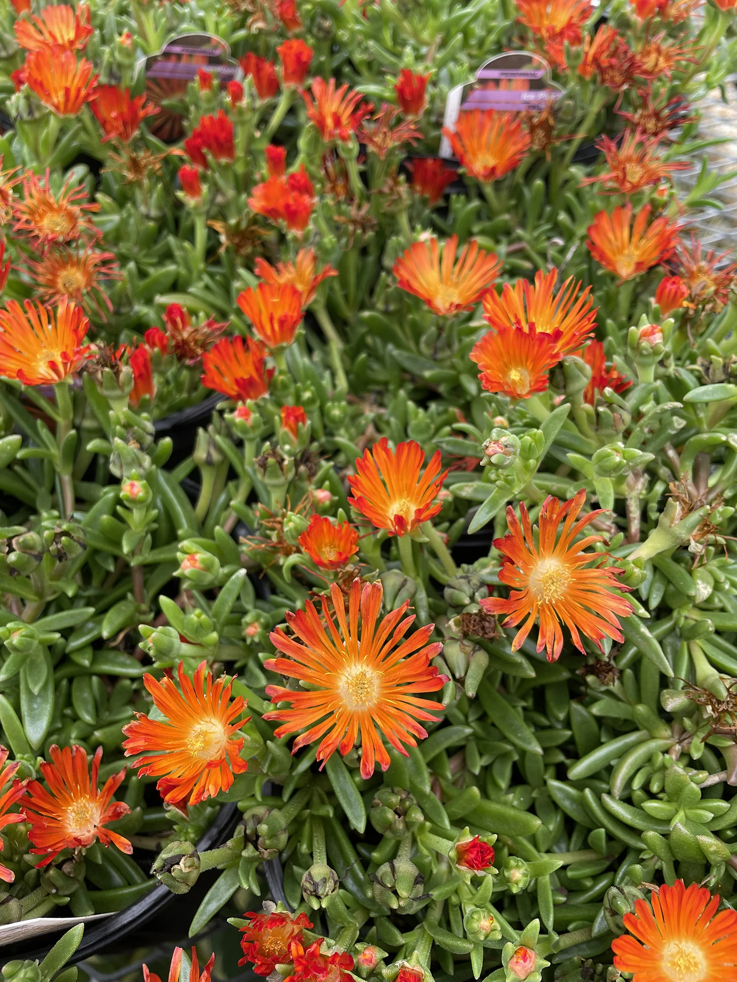 Ocean Sunset™ Orange Vibe Ice Plant - Delosperma - Gallon Pot 3 Ocean Sunset™ Orange Vibe Ice Plant - Delosperma - Gallon Pot