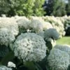 Incrediball® Hydrangea Perennial - Huge Flowers - 4" Pot - Proven Winners 1 Incrediball® Hydrangea Perennial - Huge Flowers - 4" Pot - Proven Winners -Cheap Plants Store incrediball hydrangea 8573 44208.1615344503