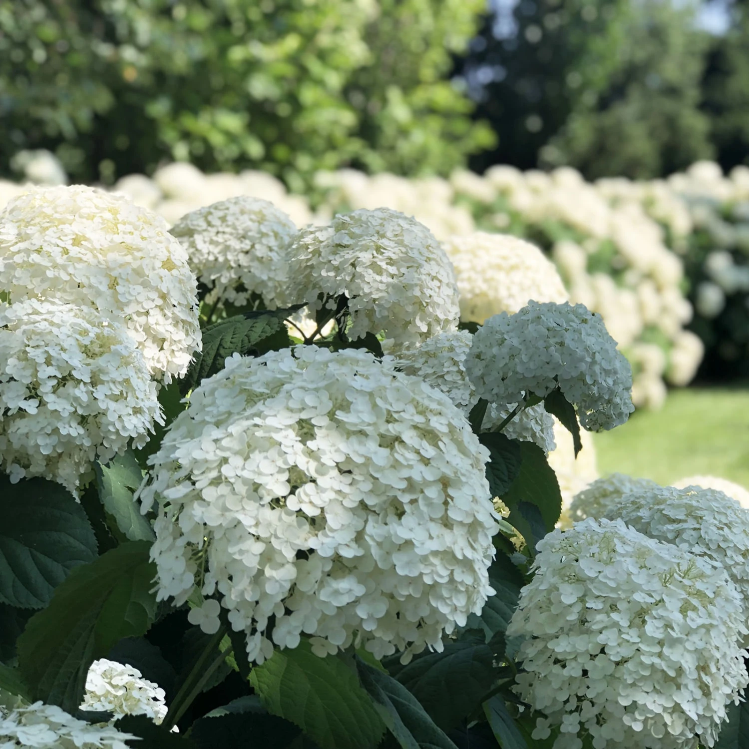Incrediball® Hydrangea Perennial - Huge Flowers - 4" Pot - Proven Winners 3 Incrediball® Hydrangea Perennial - Huge Flowers - 4" Pot - Proven Winners