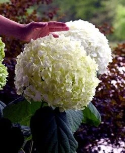 Incrediball® Hydrangea Perennial - Huge Flowers - 4" Pot - Proven Winners 9 Incrediball® Hydrangea Perennial - Huge Flowers - 4" Pot - Proven Winners -Cheap Plants Store incrediballhy421 54899.1615344504