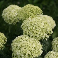 Invincibelle Limetta® Hydrangea - 4" Pot - Proven Winners
