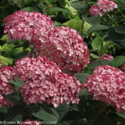 Invincibelle® Ruby Hydrangea - 4" Pot - Proven Winners 9 Invincibelle® Ruby Hydrangea - 4" Pot - Proven Winners -Cheap Plants Store invincibelle20ruby20hydrangea 4 32812.1615344621