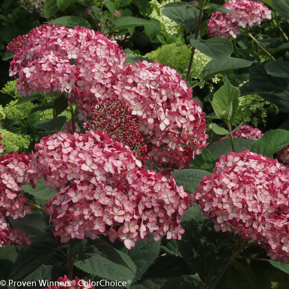 Invincibelle® Ruby Hydrangea - 4" Pot - Proven Winners 6 Invincibelle® Ruby Hydrangea - 4" Pot - Proven Winners - Image 4