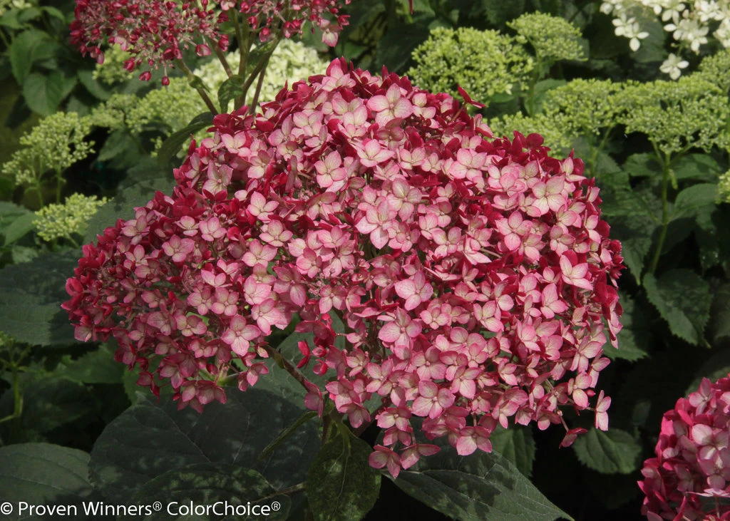 Invincibelle® Ruby Hydrangea - 4" Pot - Proven Winners 4 Invincibelle® Ruby Hydrangea - 4" Pot - Proven Winners - Image 2