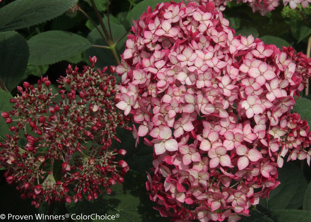 Invincibelle® Ruby Hydrangea - 4" Pot - Proven Winners 5 Invincibelle® Ruby Hydrangea - 4" Pot - Proven Winners - Image 3