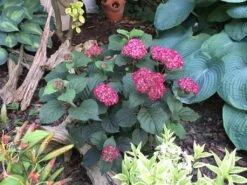 Invincibelle® Ruby Hydrangea - 4" Pot - Proven Winners