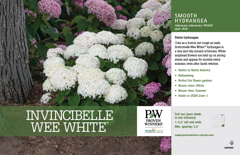Invincibelle Wee White® Hydrangea - 4" Pot - Proven Winners 4 Invincibelle Wee White® Hydrangea - 4" Pot - Proven Winners - Image 2