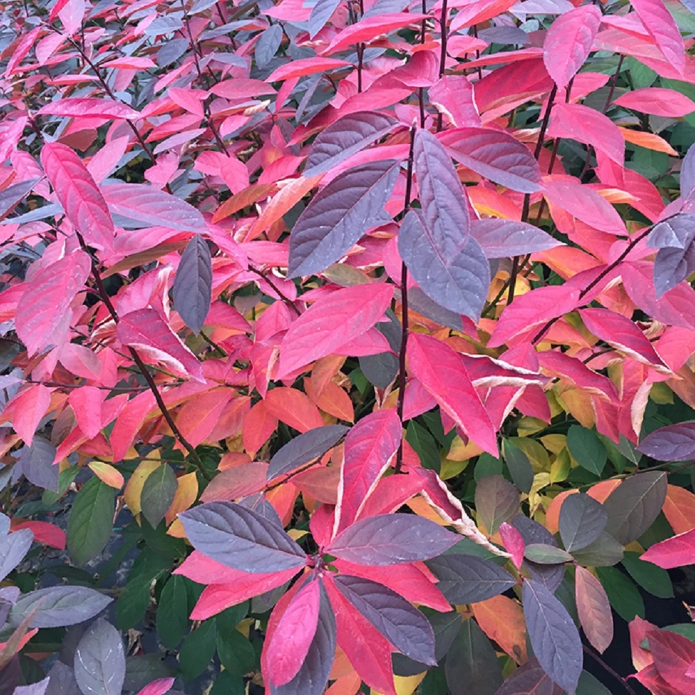 Scentlandia® Sweetspire - 4" Pot - Itea - Proven Winners 4 Scentlandia® Sweetspire - 4" Pot - Itea - Proven Winners - Image 2