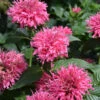 Sugar Buzz® Bubble Gum Blast Bee Balm - Monarda - Pink - Gallon Pot 1 Sugar Buzz® Bubble Gum Blast Bee Balm - Monarda - Pink - Gallon Pot -Cheap Plants Store j119 09 89456.1626398229