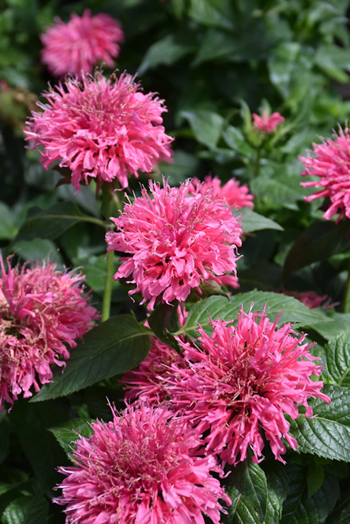Sugar Buzz® Bubble Gum Blast Bee Balm - Monarda - Pink - Gallon Pot 3 Sugar Buzz® Bubble Gum Blast Bee Balm - Monarda - Pink - Gallon Pot