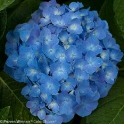 Let's Dance® Blue Jangles™ Reblooming Hydrangea - 4" Pot - Proven Winners 8 Let's Dance® Blue Jangles™ Reblooming Hydrangea - 4" Pot - Proven Winners -Cheap Plants Store jangles3 30141.1615344603