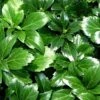 Japanese Spurge 48 Plants - Pachysandra - Hardy Groundcover - 1 3/4" Pots 2 Japanese Spurge 48 Plants - Pachysandra - Hardy Groundcover - 1 3/4" Pots -Cheap Plants Store japanesespurge421 44493.1616112448