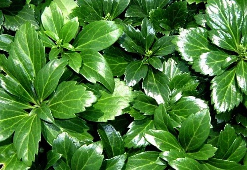 Japanese Spurge 48 Plants - Pachysandra - Hardy Groundcover - 1 3/4" Pots 3 Japanese Spurge 48 Plants - Pachysandra - Hardy Groundcover - 1 3/4" Pots