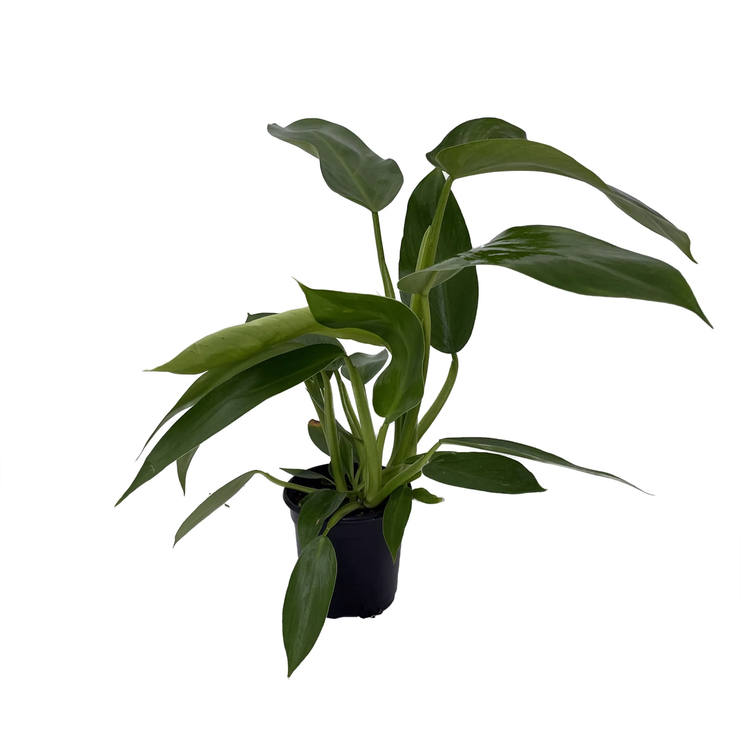 Rare Jose Buono Philodendron - 4" Pot - Collector's Series 4 Rare Jose Buono Philodendron - 4" Pot - Collector's Series - Image 2