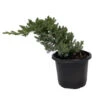 Japanese Juniper Bonsai Tree - 4" Pot - Juniperus Procumbens - Nana 2 Japanese Juniper Bonsai Tree - 4" Pot - Juniperus Procumbens - Nana -Cheap Plants Store jjunip4newtb 27738.1662667196