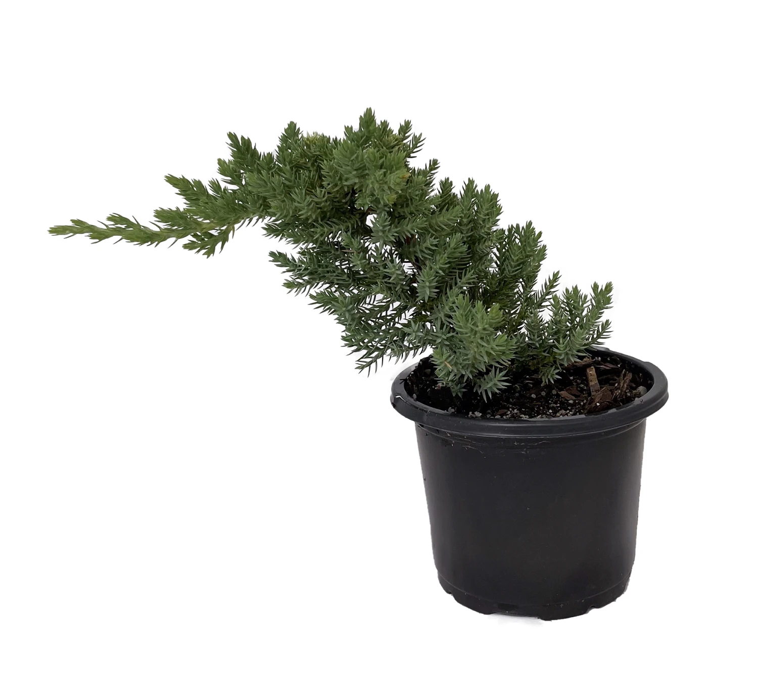 Japanese Juniper Bonsai Tree - 4" Pot - Juniperus Procumbens - Nana 3 Japanese Juniper Bonsai Tree - 4" Pot - Juniperus Procumbens - Nana