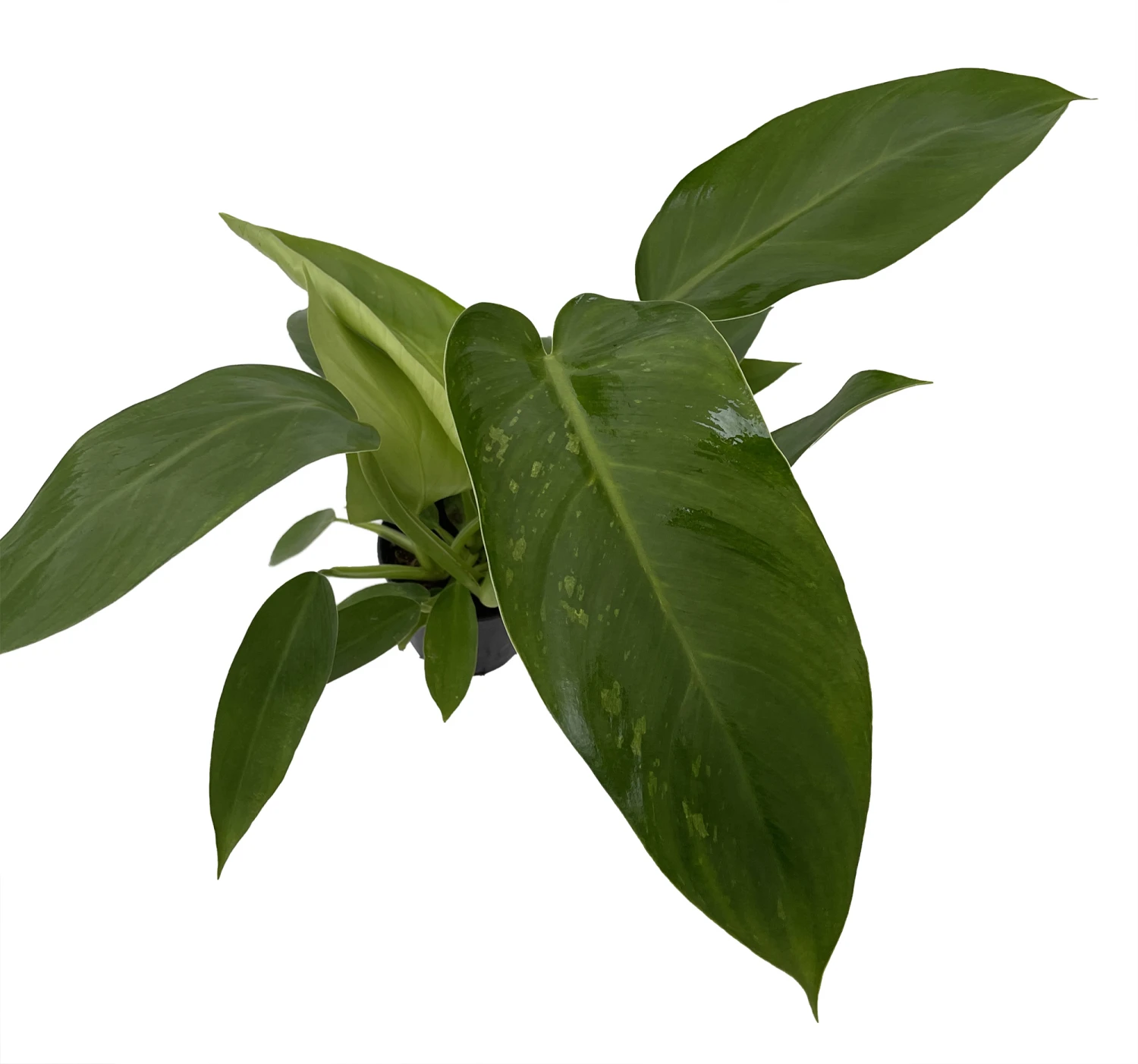 Rare Jose Buono Philodendron - 4" Pot - Collector's Series 3 Rare Jose Buono Philodendron - 4" Pot - Collector's Series